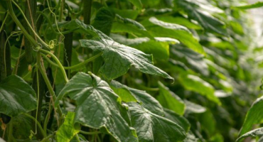 Pravidla pro krmení okurek peroxidem vodíku